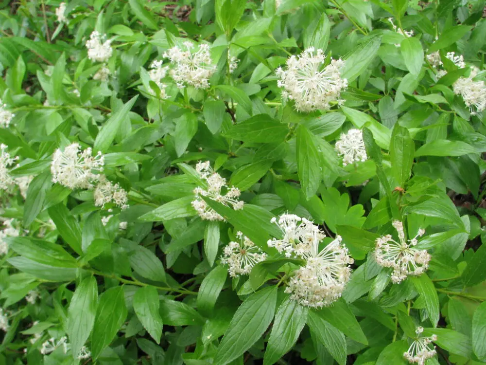 Ceanothus americanus