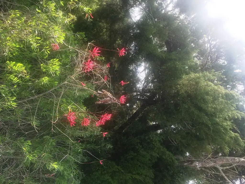 Erythrina herbacea