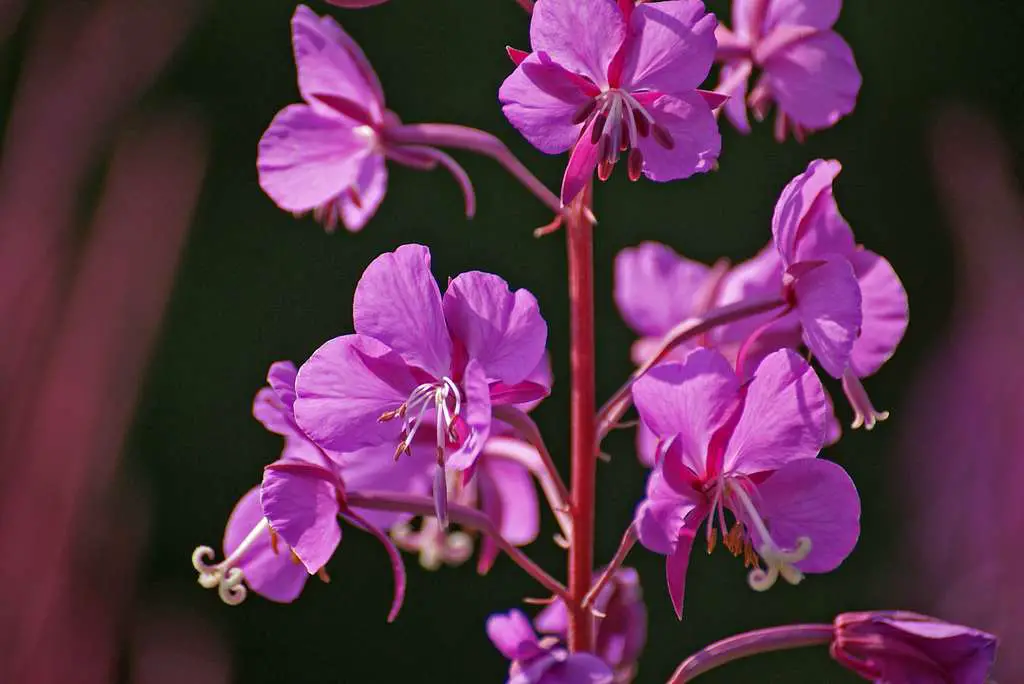 Fireweed flowers