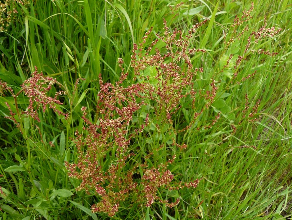 sheep-s-sorrel-medicinal-uses-identification-and-how-to-cook-with-it