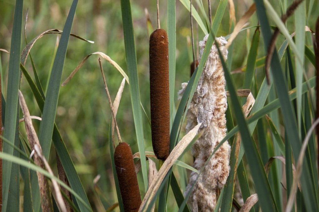 Are Cattails Edible? | ForagingGuru