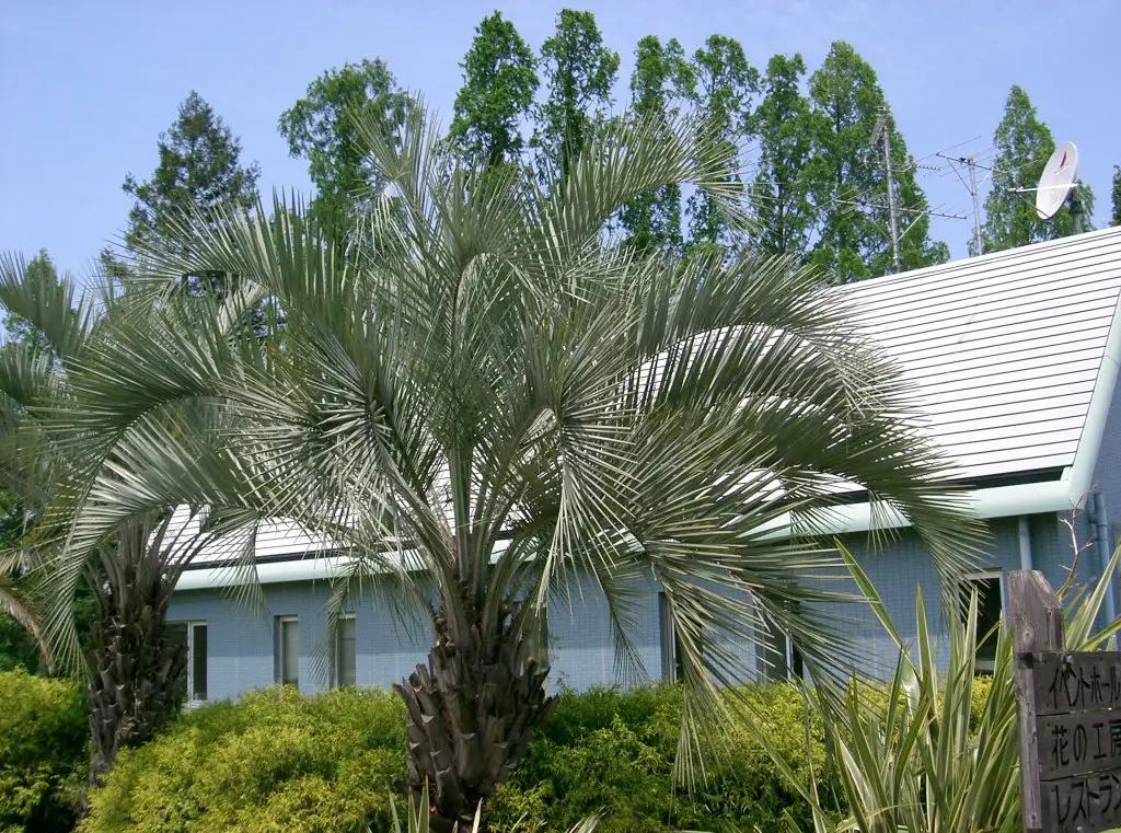 Jelly palm tree