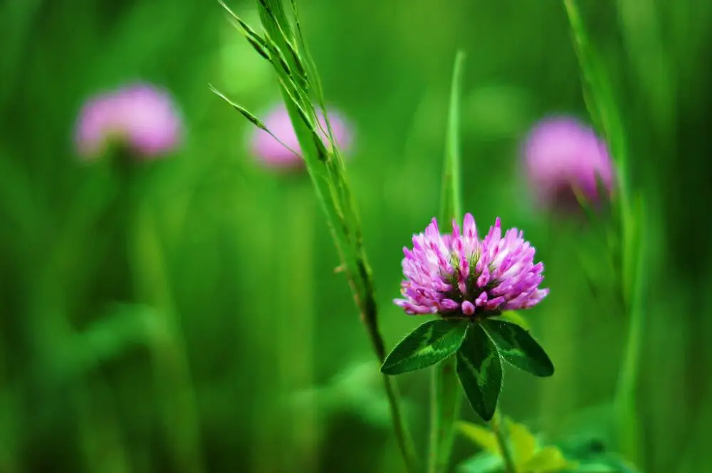 Red clover