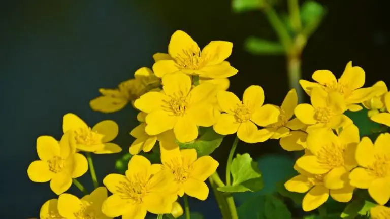 marsh marigold g3d11c2c49 1280 e1657638252626