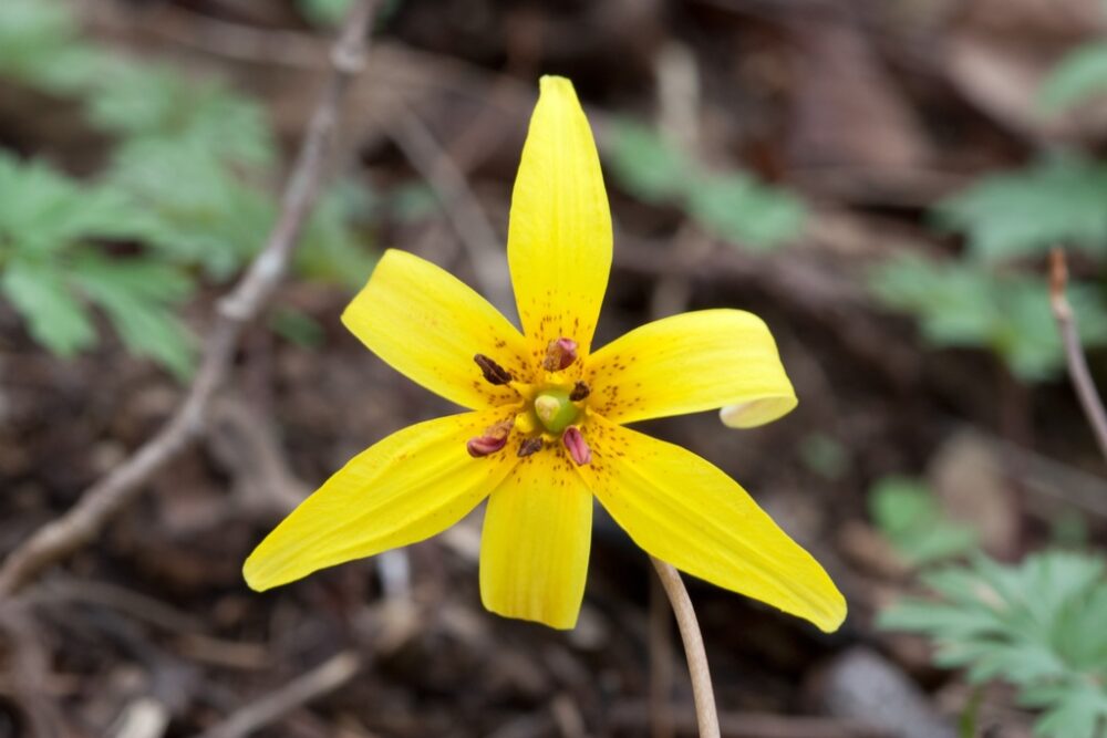 Trout lily flower