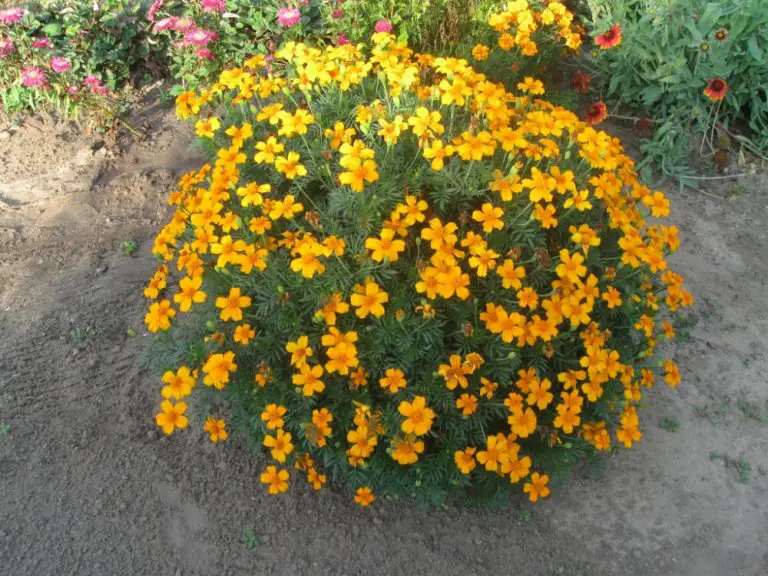 Are Marigolds Edible: Edible Varieties Listed! | ForagingGuru