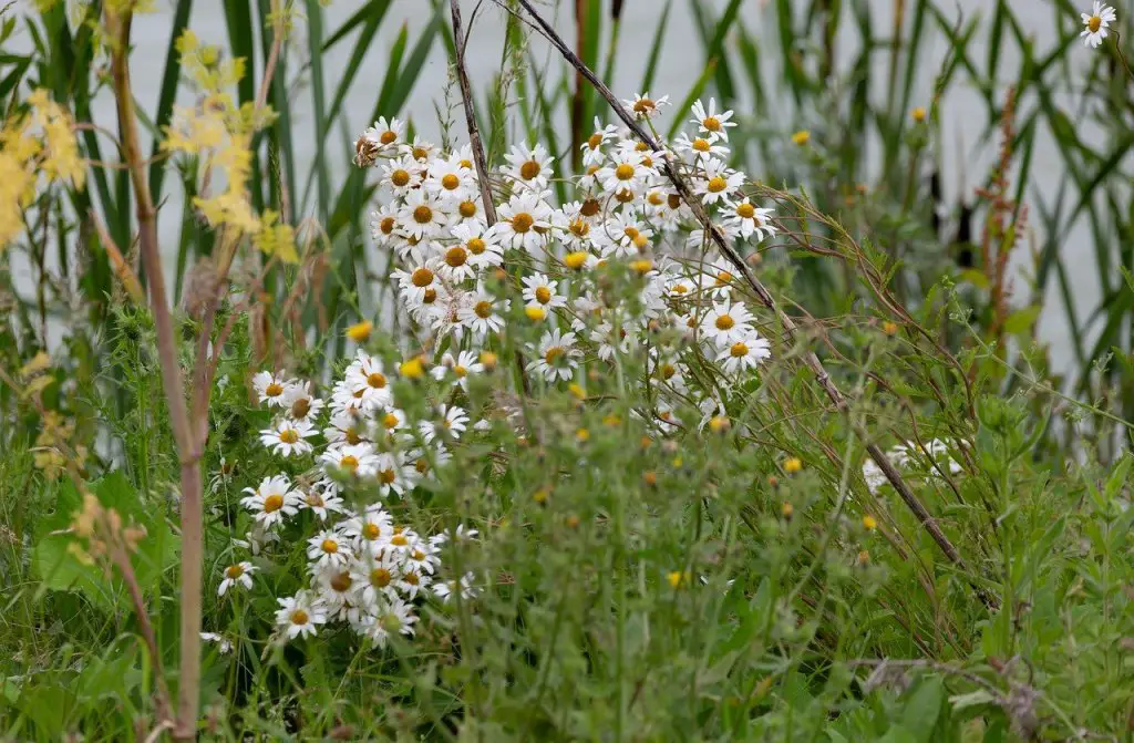 Oxeye daisies