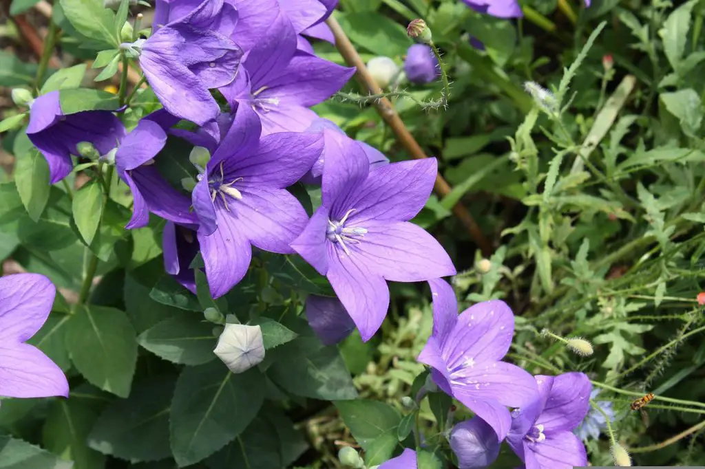 Platycodon grandiflorus