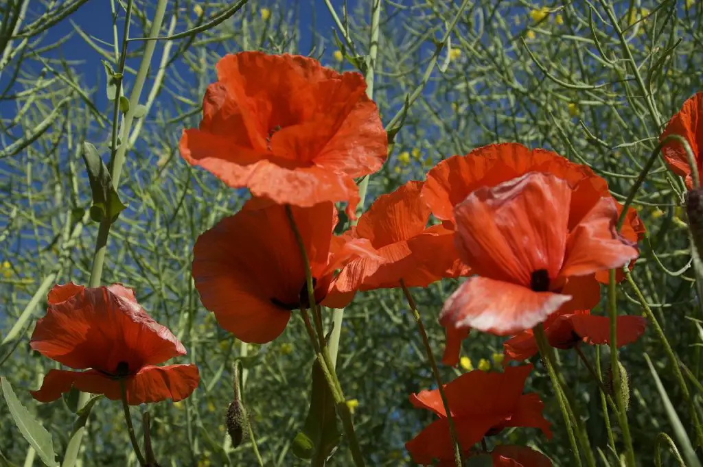 corn poppy flowers