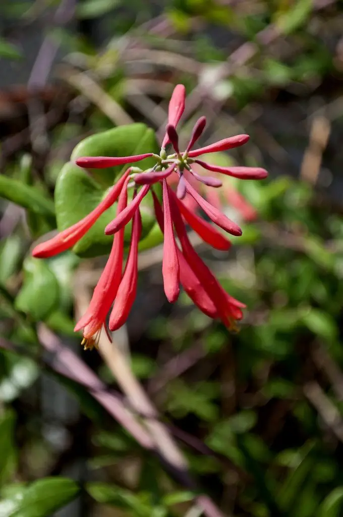 Coral bean