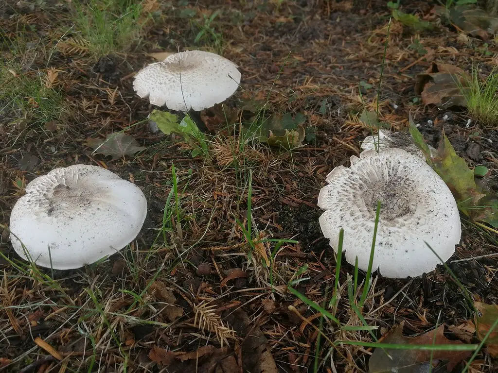 Agaricus xanthodermus, poisonous