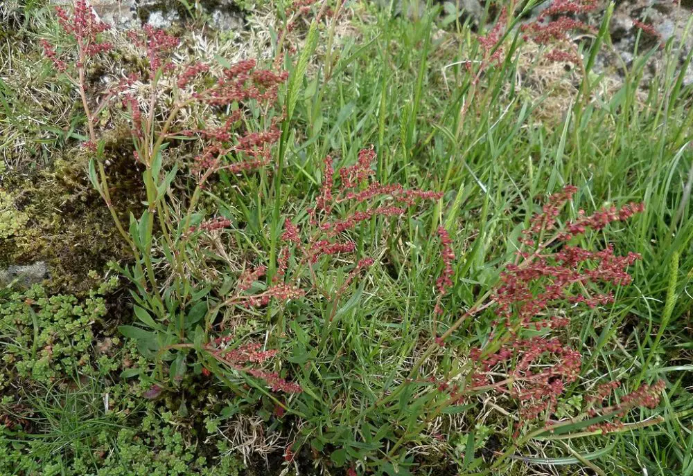 Sheep's sorrel