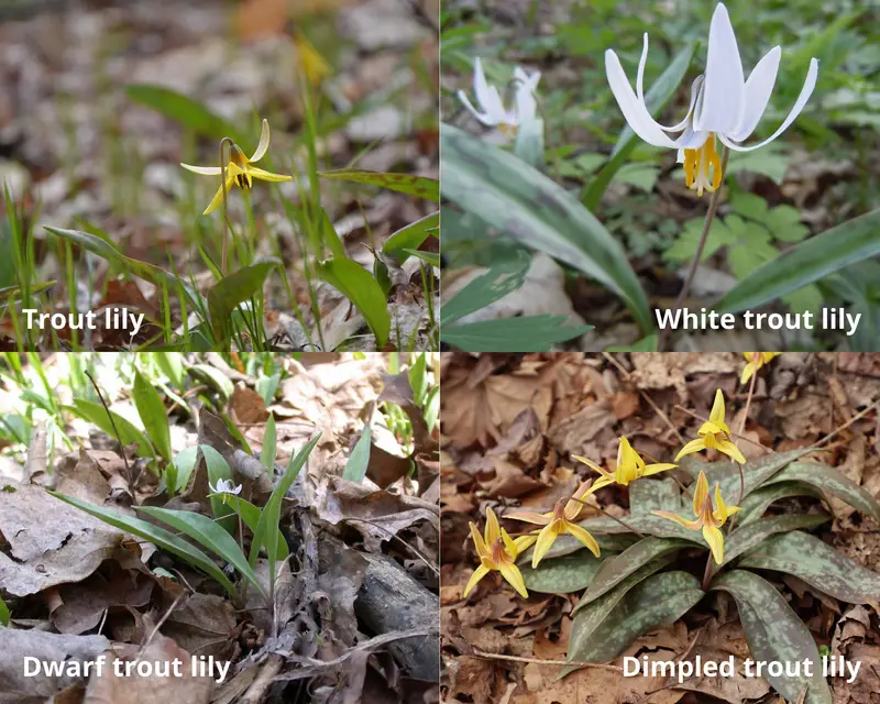 Trout lily varieties