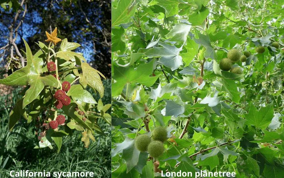 california sycamore vs london planetree