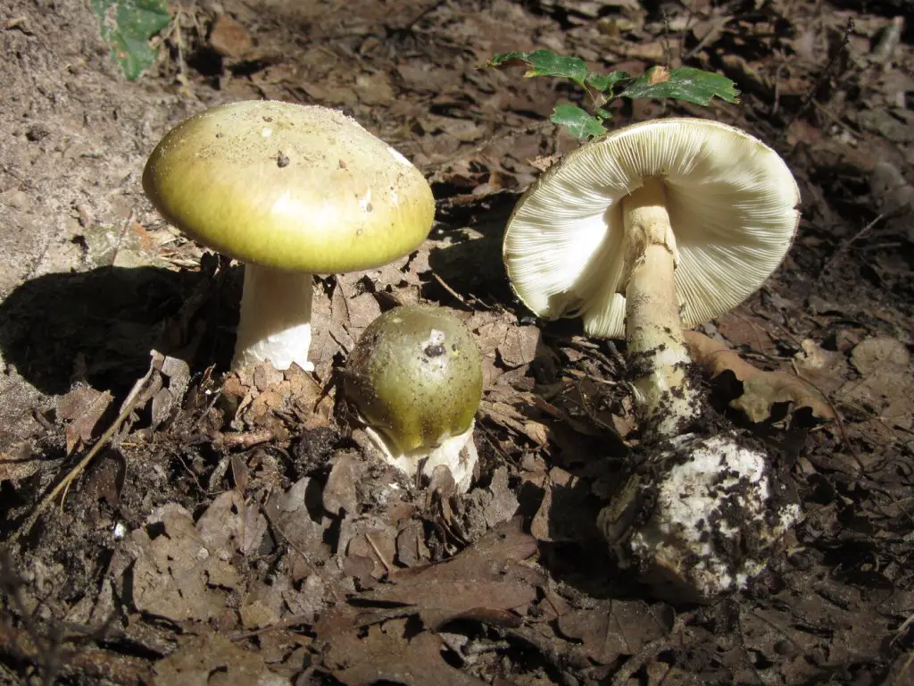 Amanita phalloides