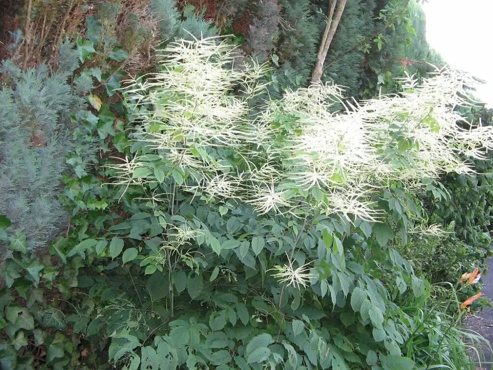 Aruncus dioicus