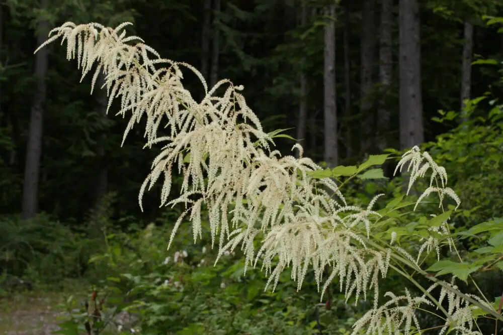 Goat's beard