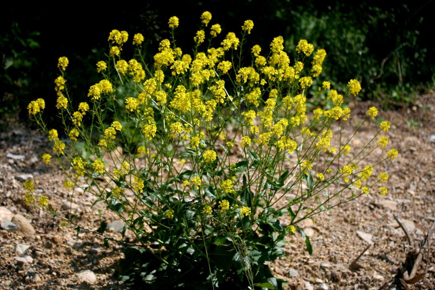 Barbarea vulgaris, yellow rocket