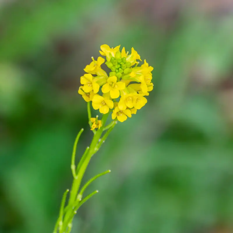 Yellow rocket flowers