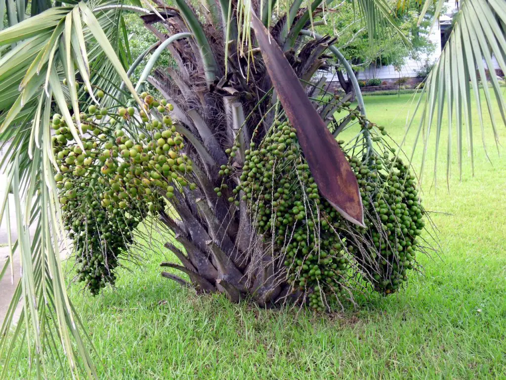 Butia capitata fruit - not ripe