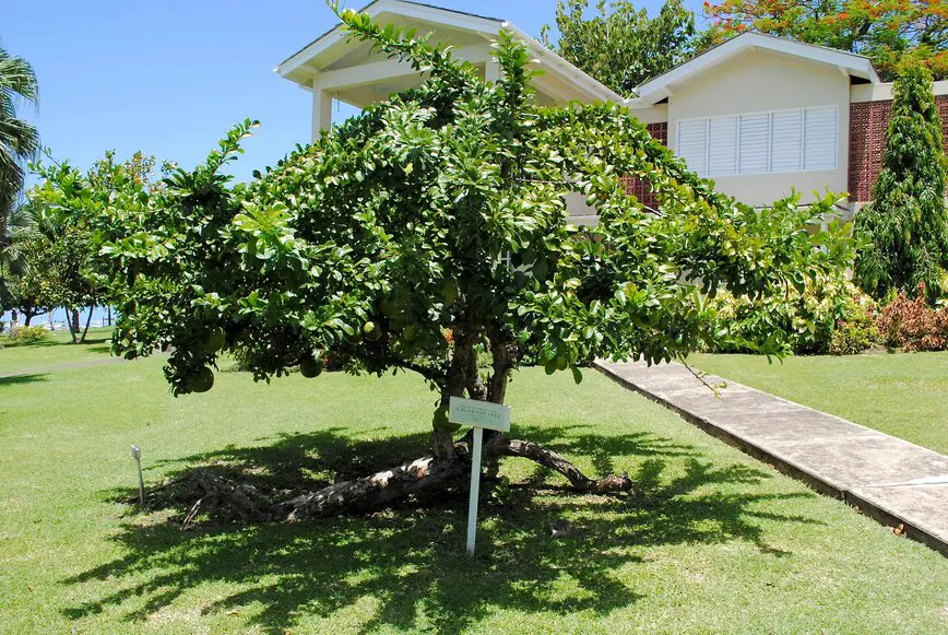 Calabash tree