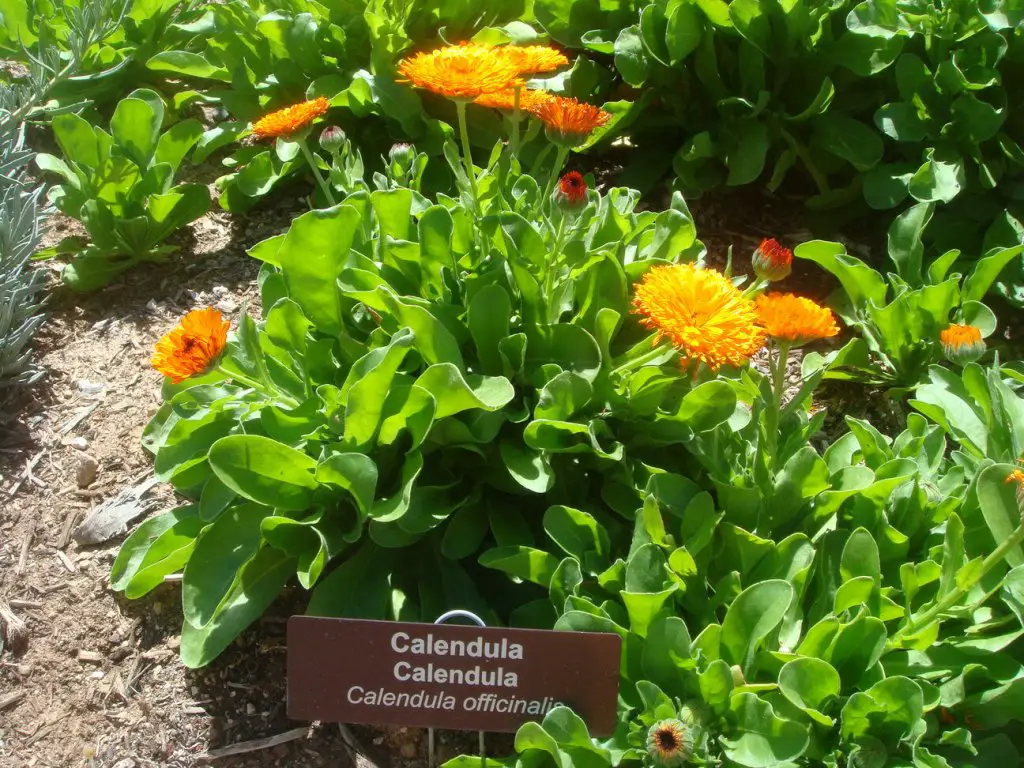 Calendula officinalis