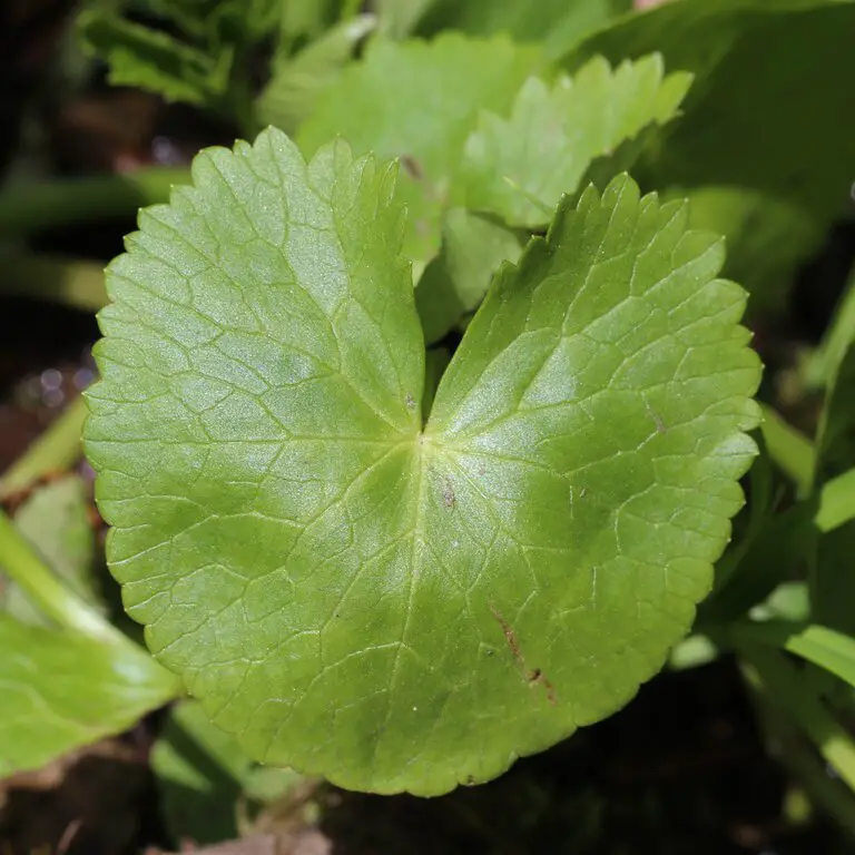 Marsh marigold leaf