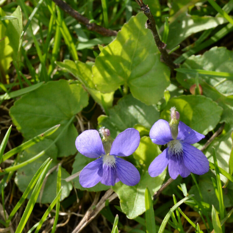 Viola sororia in nature