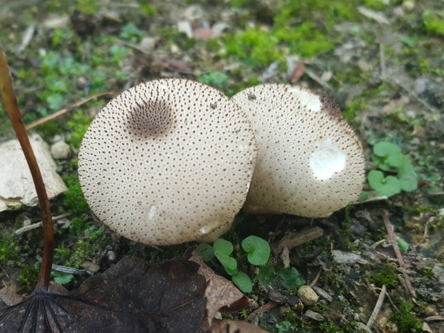 Common puffball dark-brown spore opening