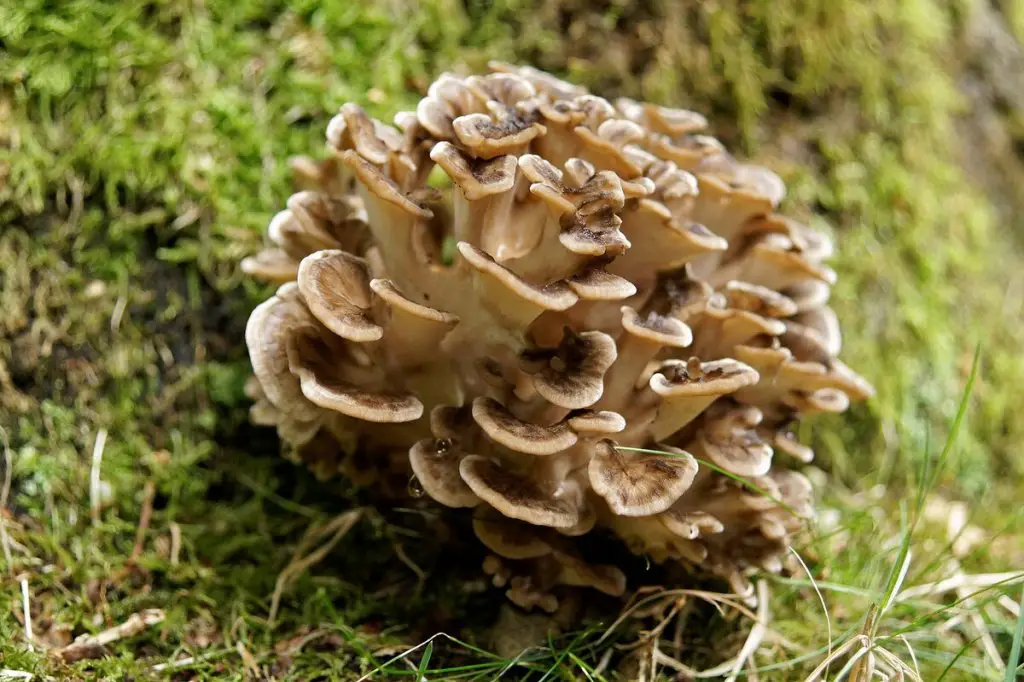 Hen of the woods