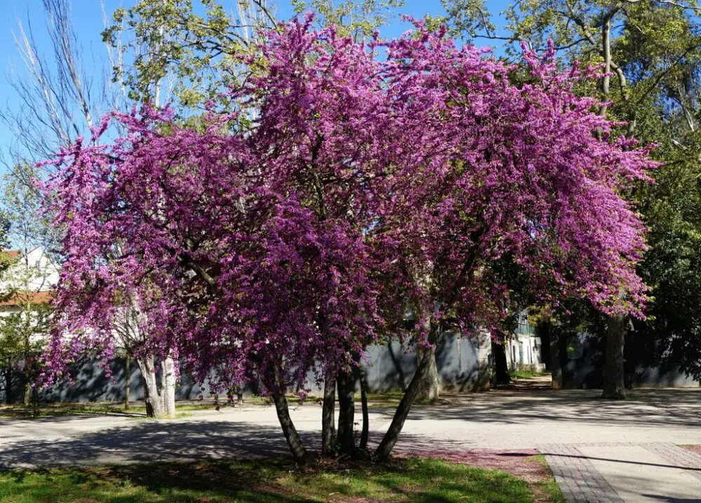 Judas tree