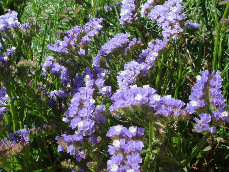 Limonium Sinuatum Uses, Care & Cultivation ForagingGuru