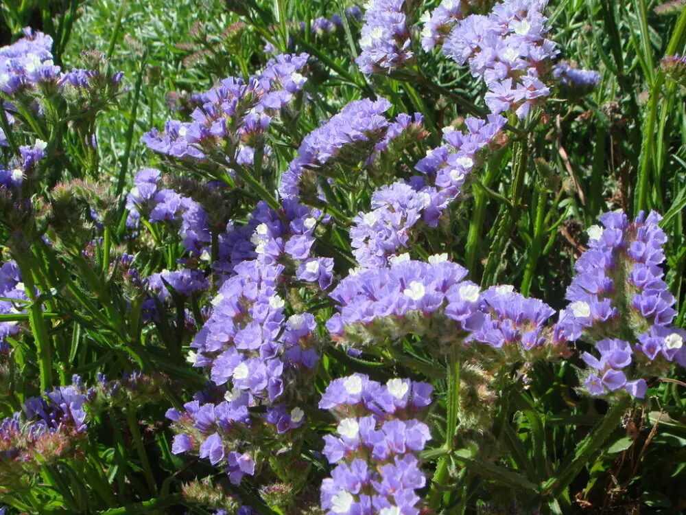 limonium sinuatum