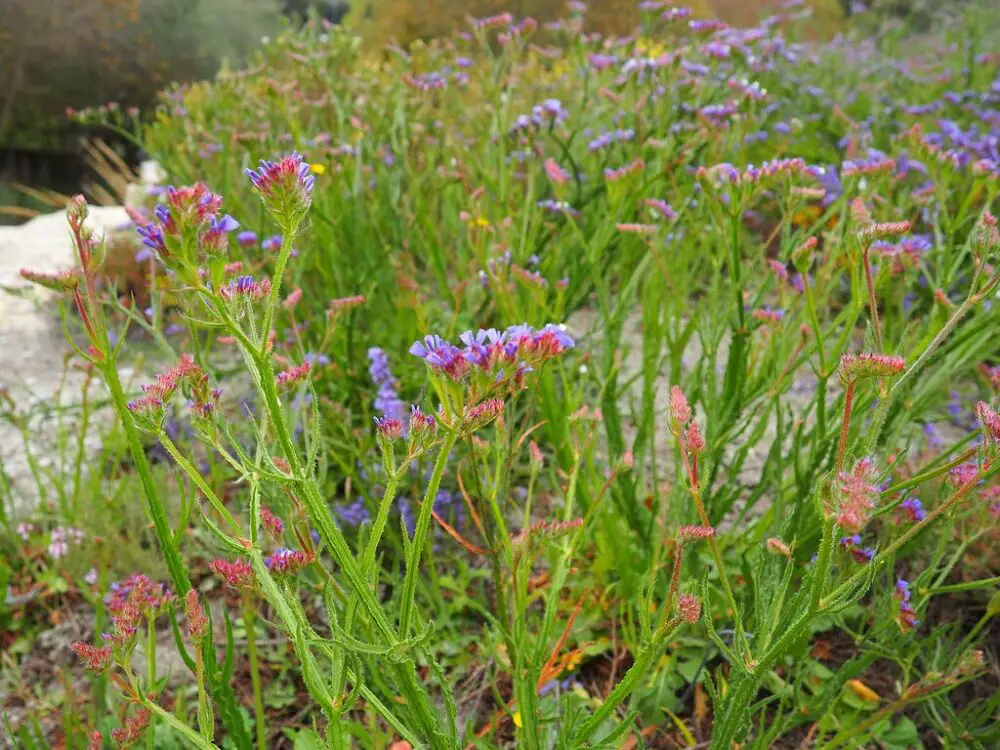 Sea lavender