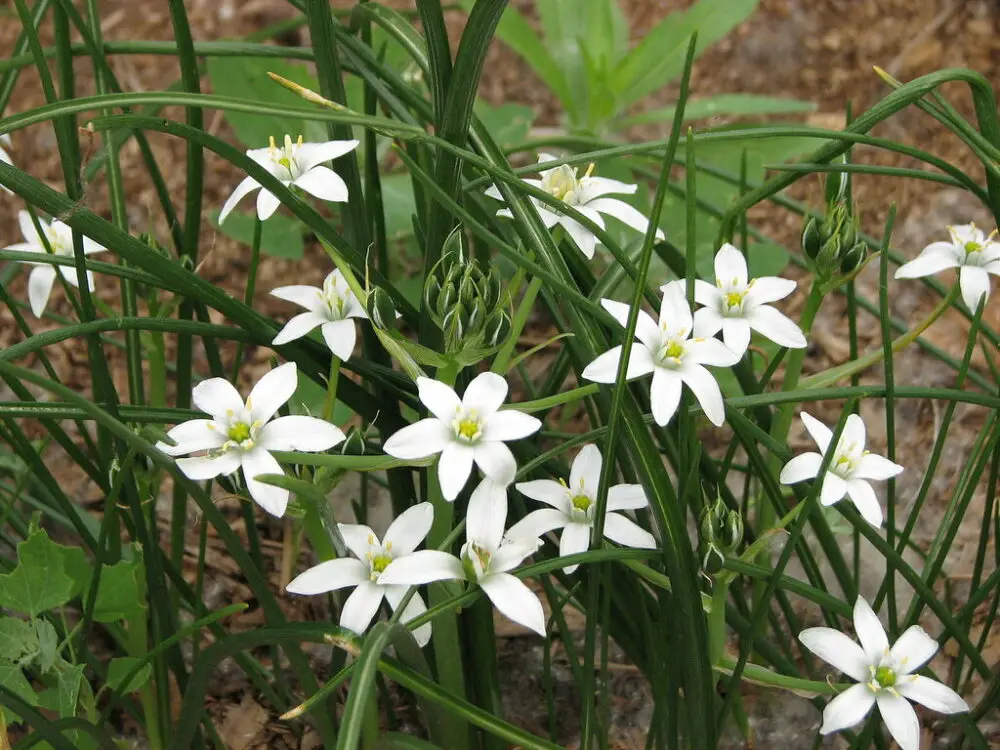 Ornithogalum umbellatum_01