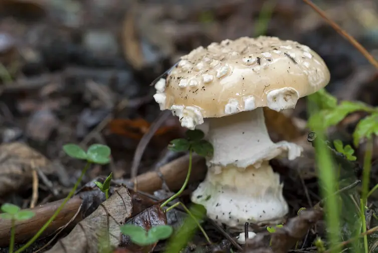 Jeweled amanita