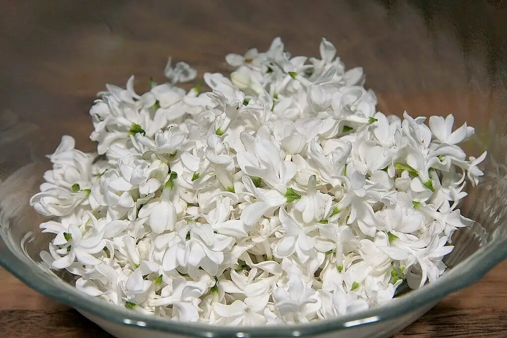 Watering Lilacs