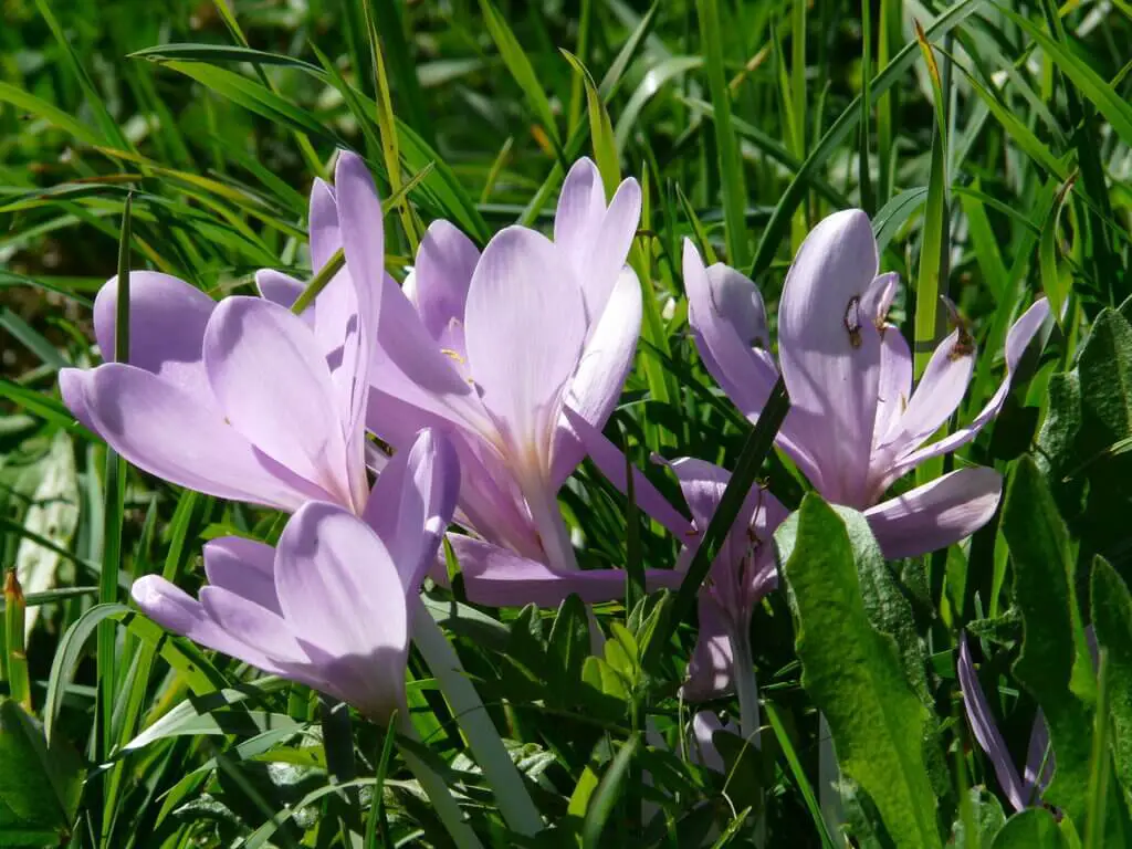 Dog violet