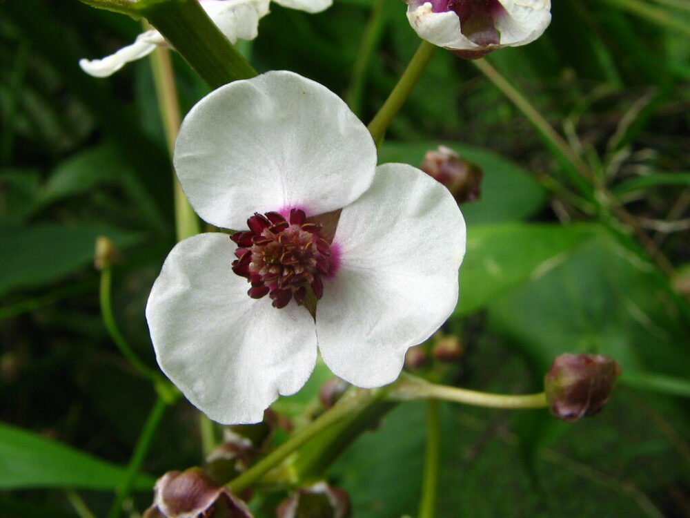 Sagittaria sagittifolia flower