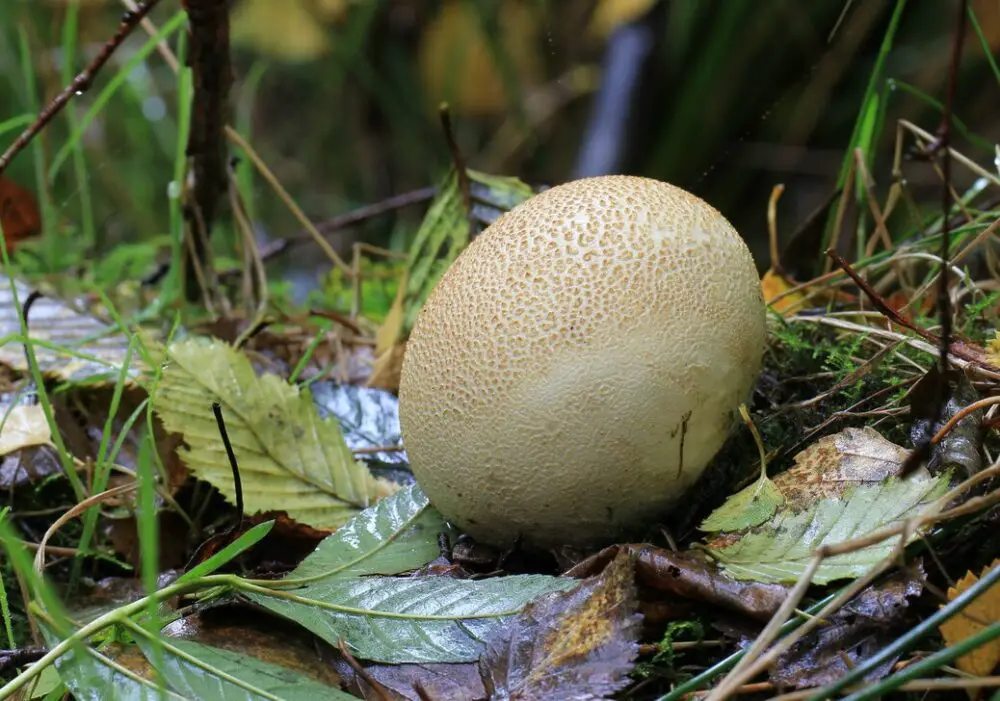 A Forager s Guide To Scleroderma Citrinum Common Earthball ForagingGuru A Forager s Guide To Scleroderma Citrinum Common Earthball ForagingGuru
