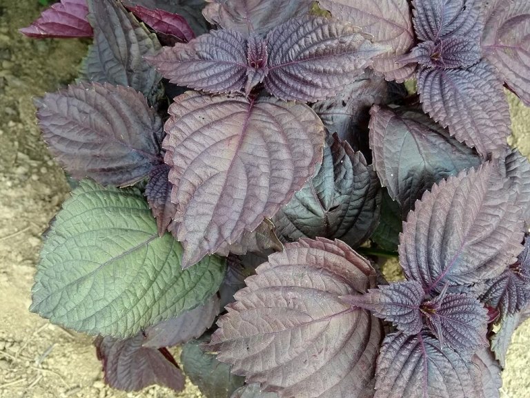 purple-perilla-health-benefits-culinary-uses-foragingguru