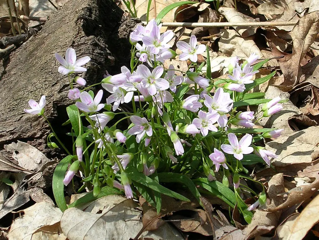 Claytonia virginica