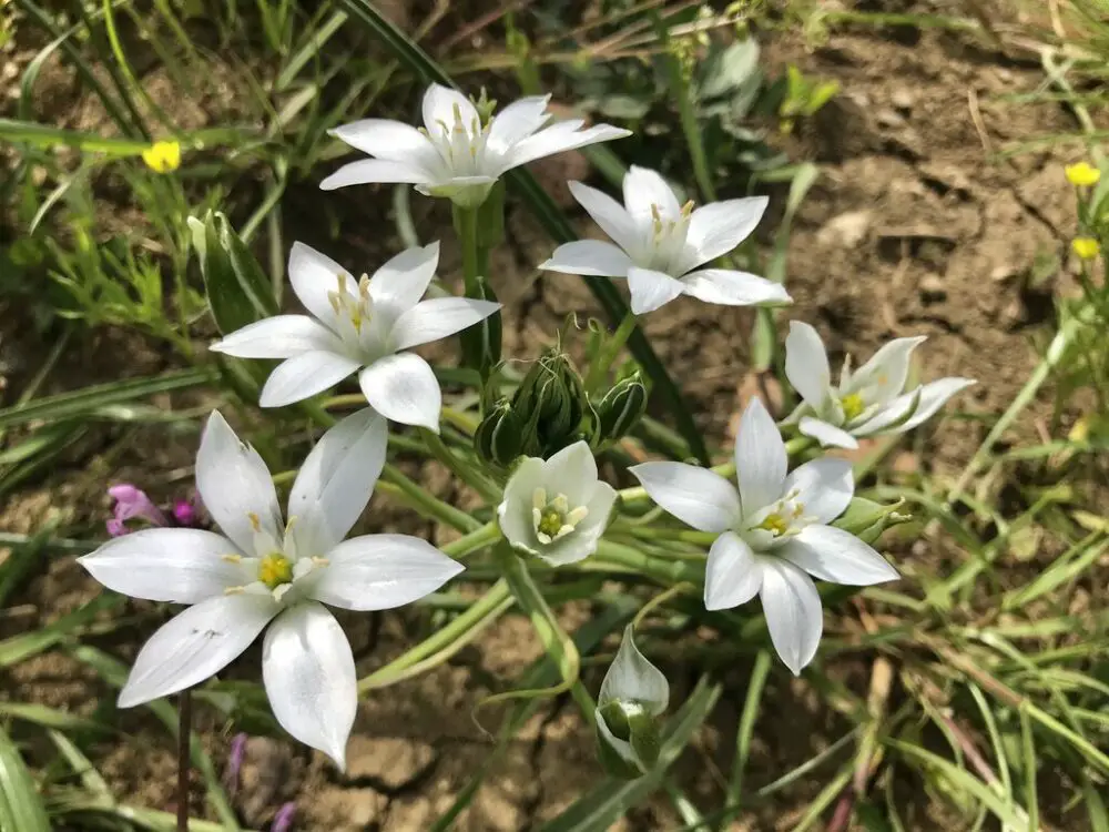 Star of Bethlehem