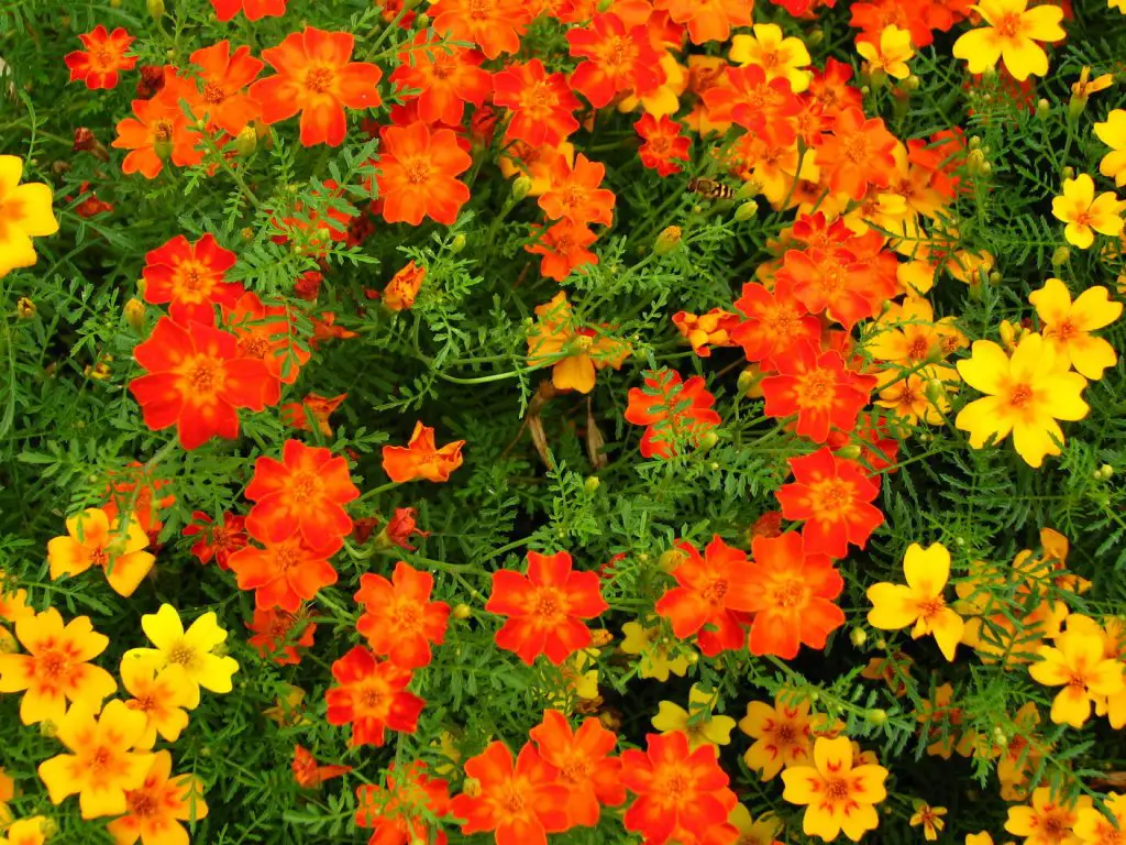 Tagetes tenuifolia flowers