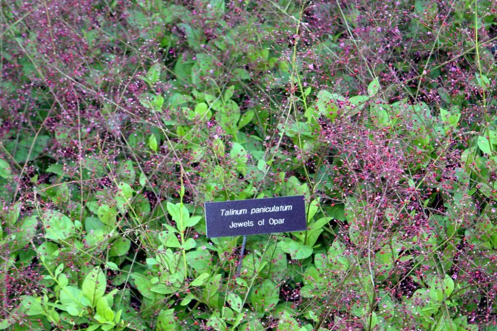 Talinum paniculatum