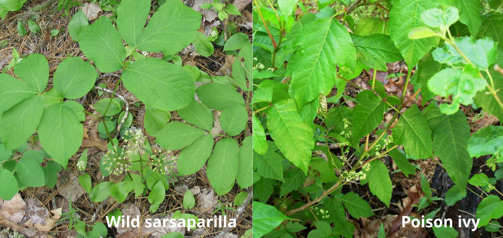 sarsaparilla vs poison ivy