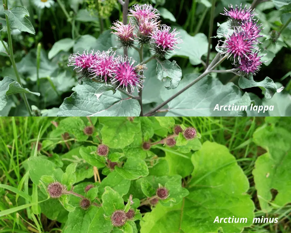 arctium minus vs arctium lappa