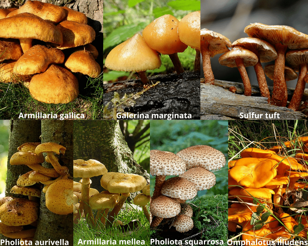 ringless honey mushroom lookalikes