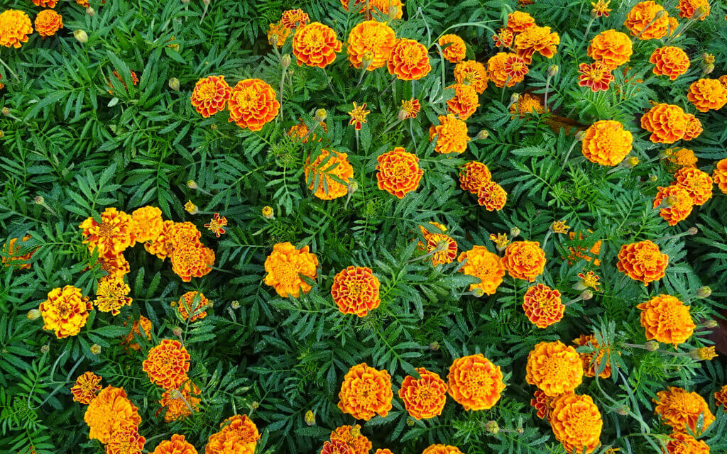French marigolds