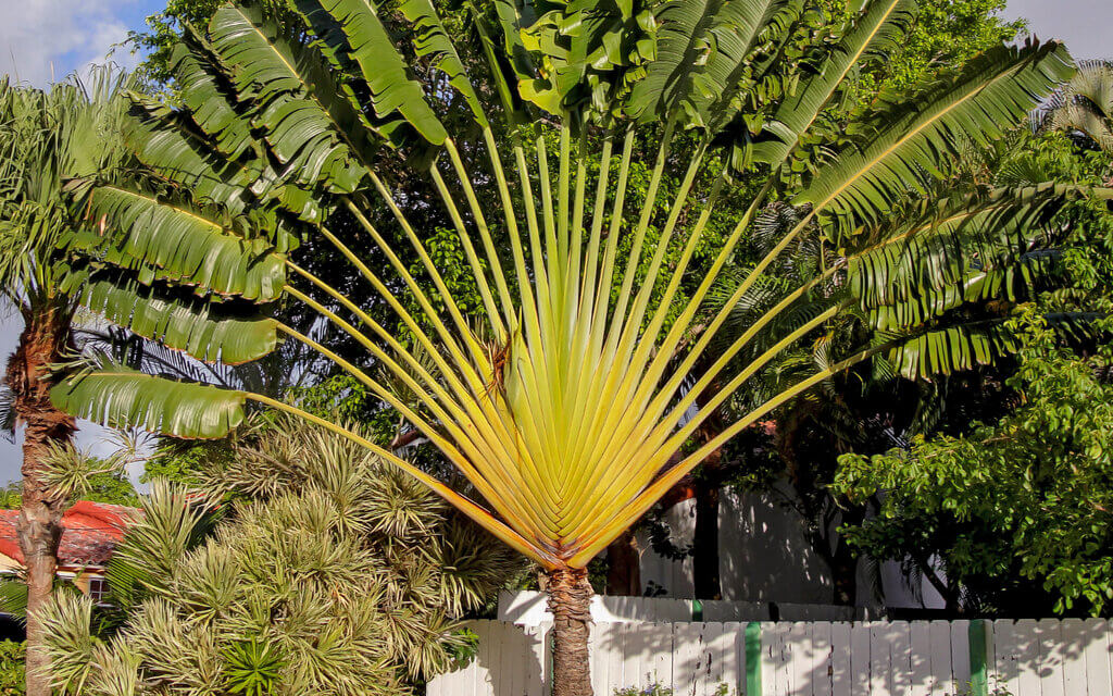 Traveler's Palm
